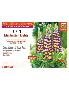 LUPIN MANHATTAN LIGHTS