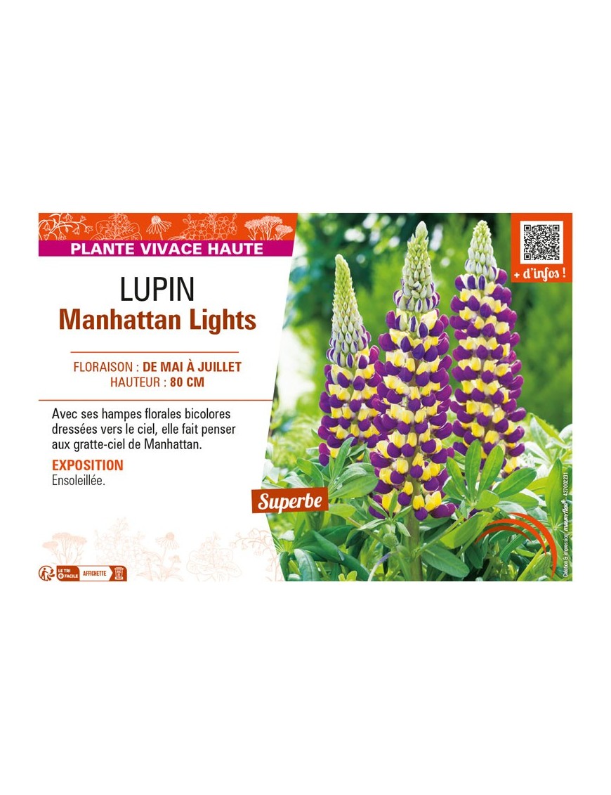 LUPIN MANHATTAN LIGHTS