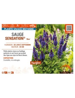 SAUGE SENSATION® Blue