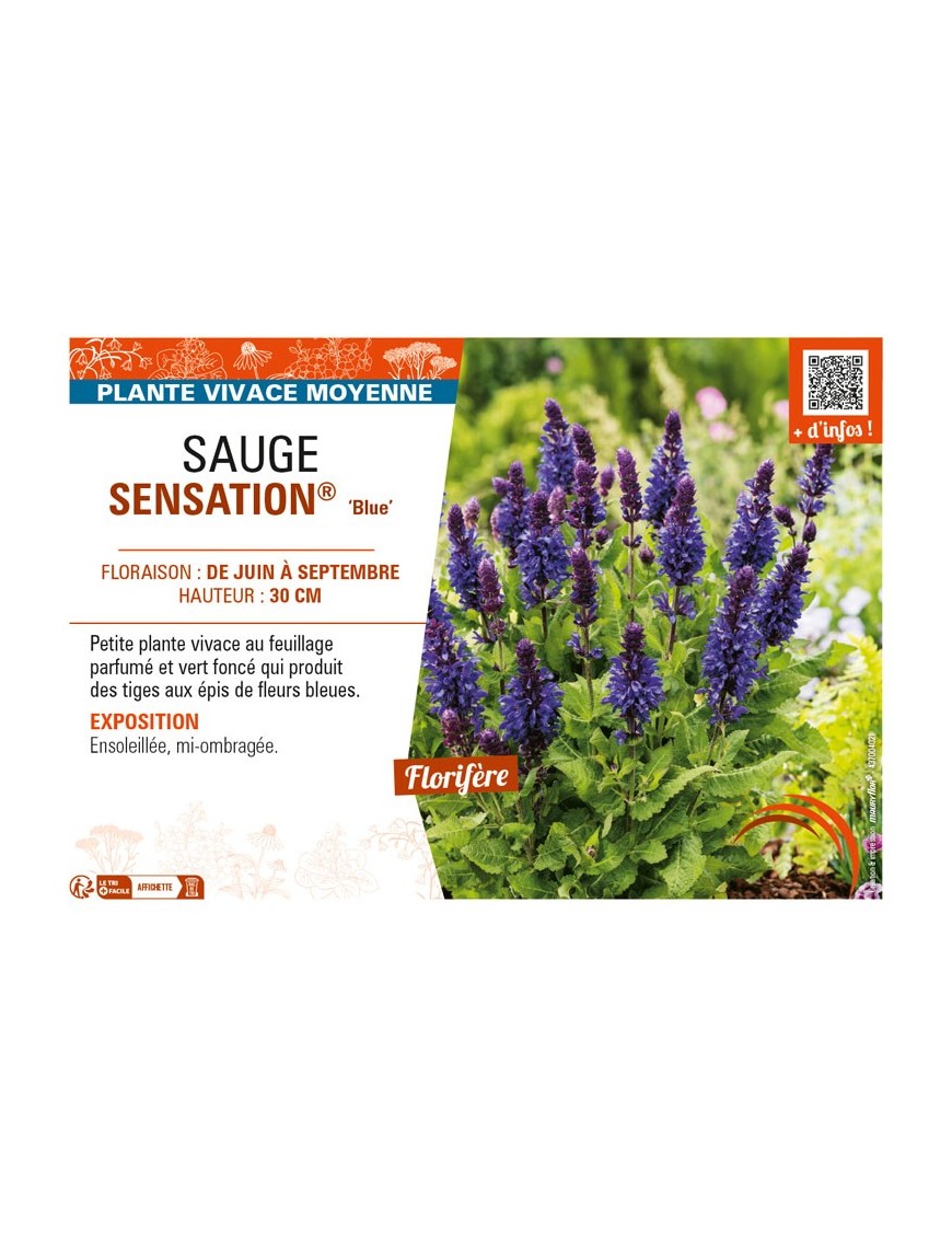 SAUGE SENSATION® Blue