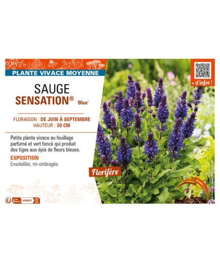 SAUGE SENSATION® Blue