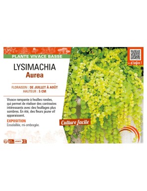 LYSIMACHIA AUREA