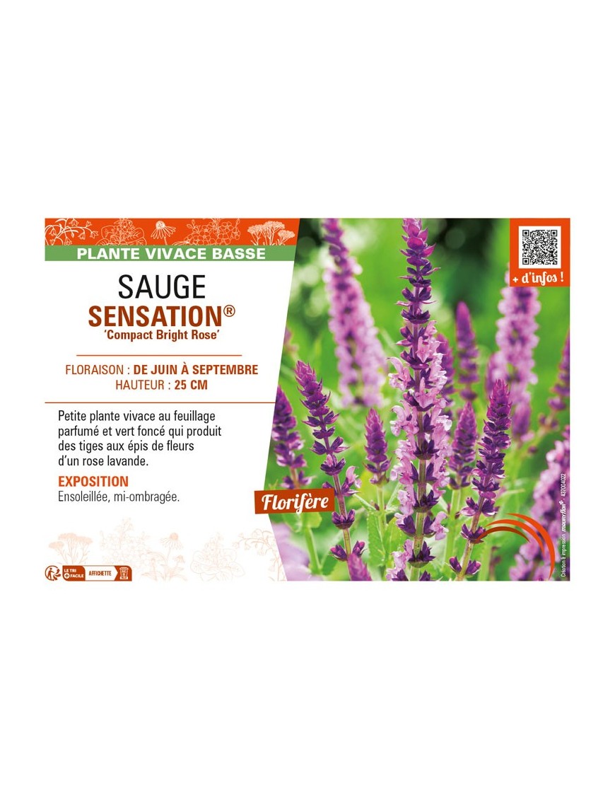 SAUGE SENSATION® Compact Bright Rose