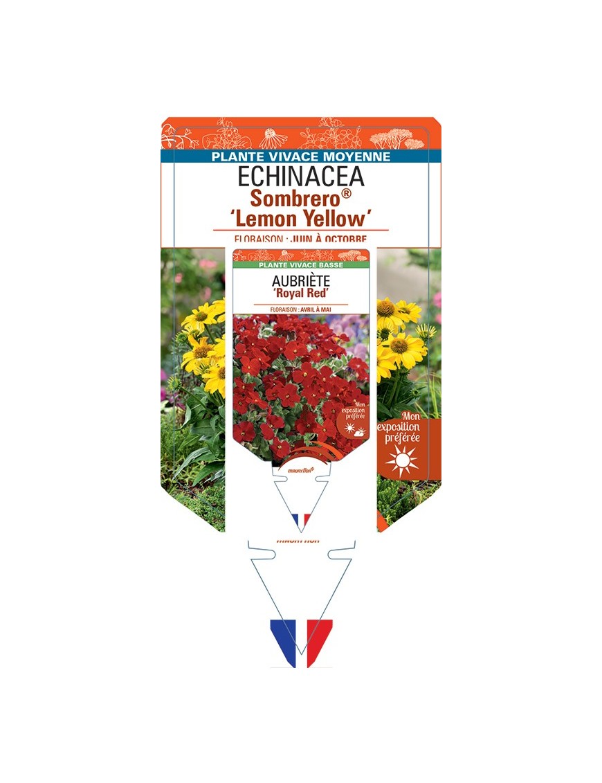 ECHINACEA Sombrero® Lemon Yellow