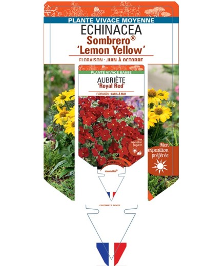 ECHINACEA Sombrero® Lemon Yellow