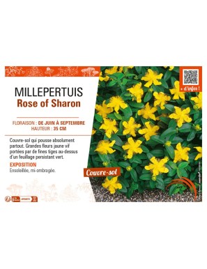 MILLEPERTUIS ROSE OF SHARON