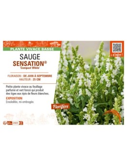 SAUGE SENSATION® Compact White