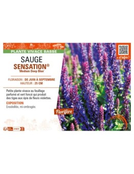 SAUGE SENSATION® Medium Deep Blue