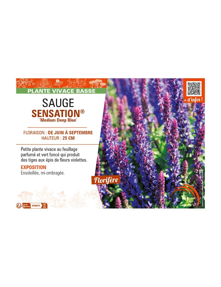 SAUGE SENSATION® Medium Deep Blue