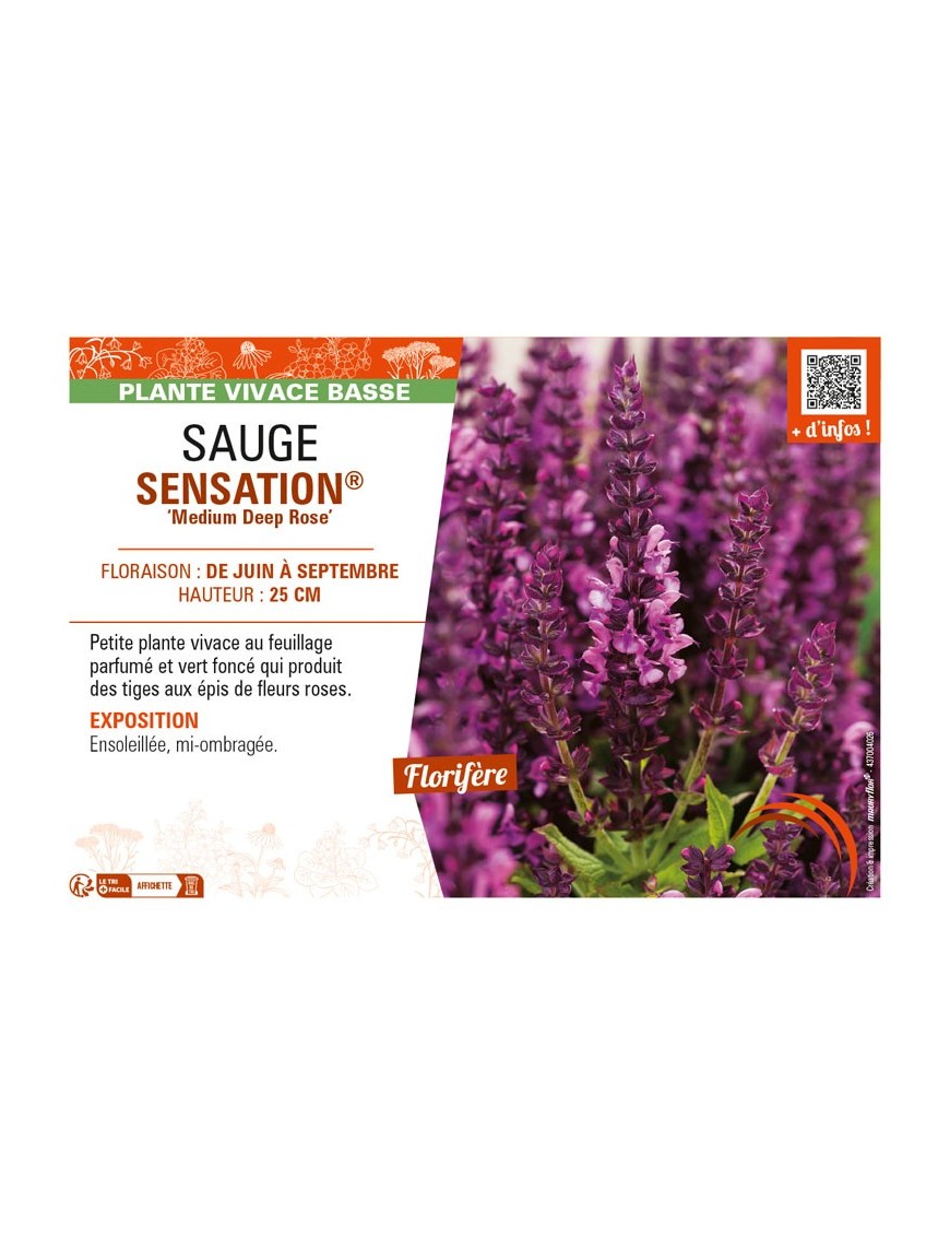 SAUGE SENSATION® Medium Deep Rose