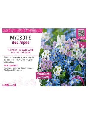 MYOSOTIS DES ALPES