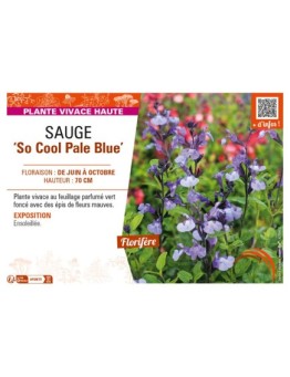 SAUGE So Cool Pale Blue