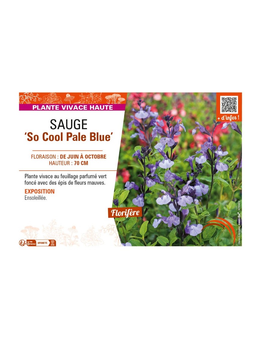 SAUGE So Cool Pale Blue