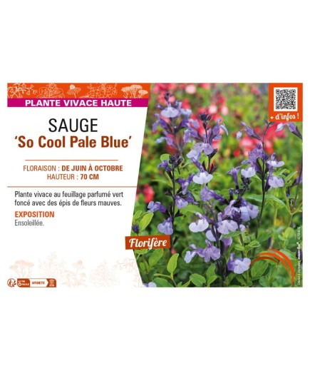 SAUGE So Cool Pale Blue