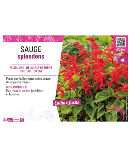 SAUGE SPLENDENS (varié)