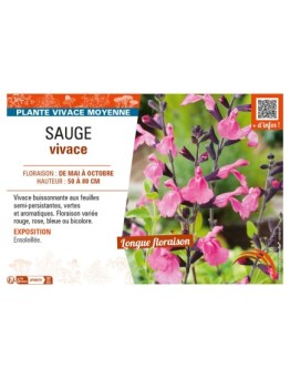 SAUGE VIVACE