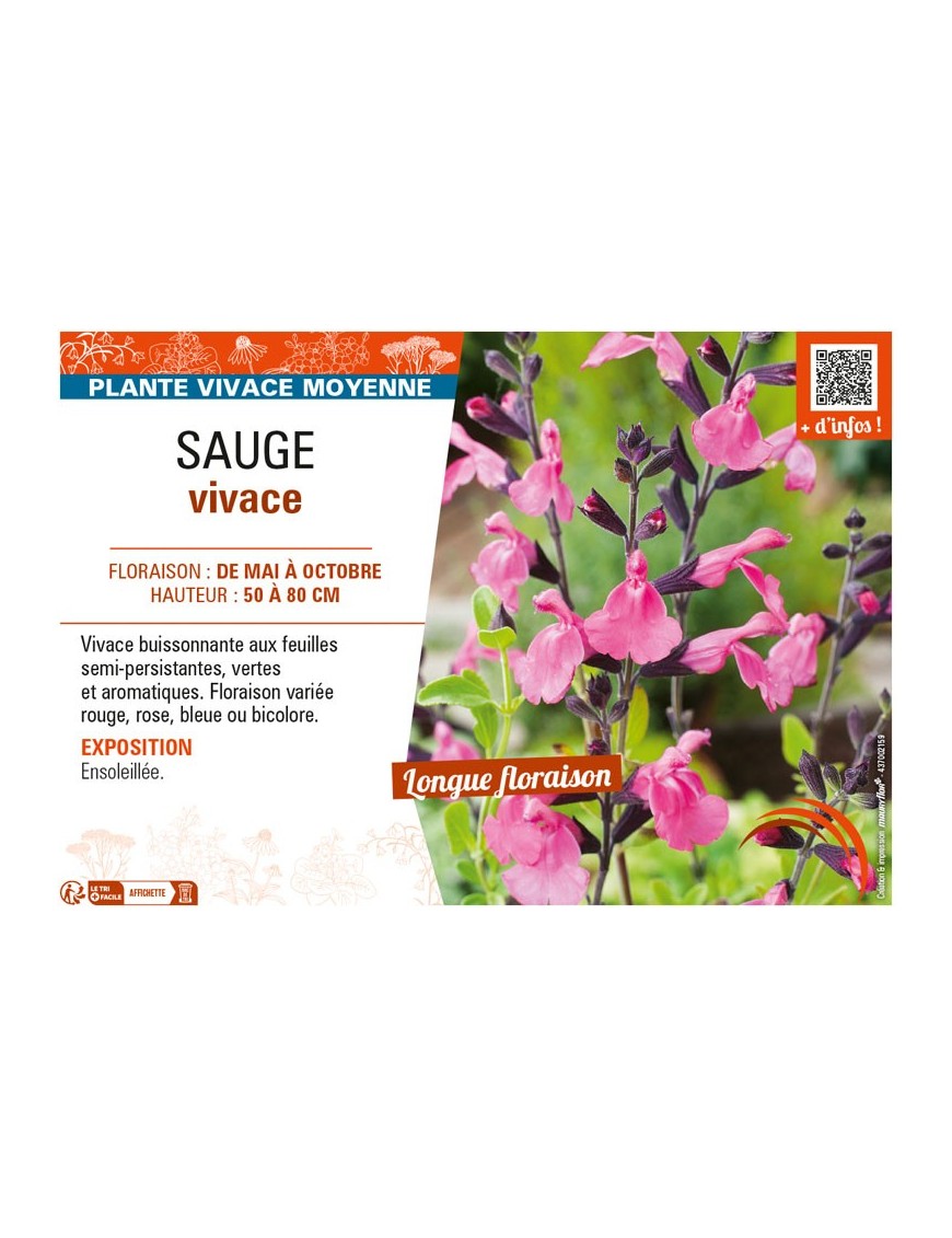 SAUGE VIVACE