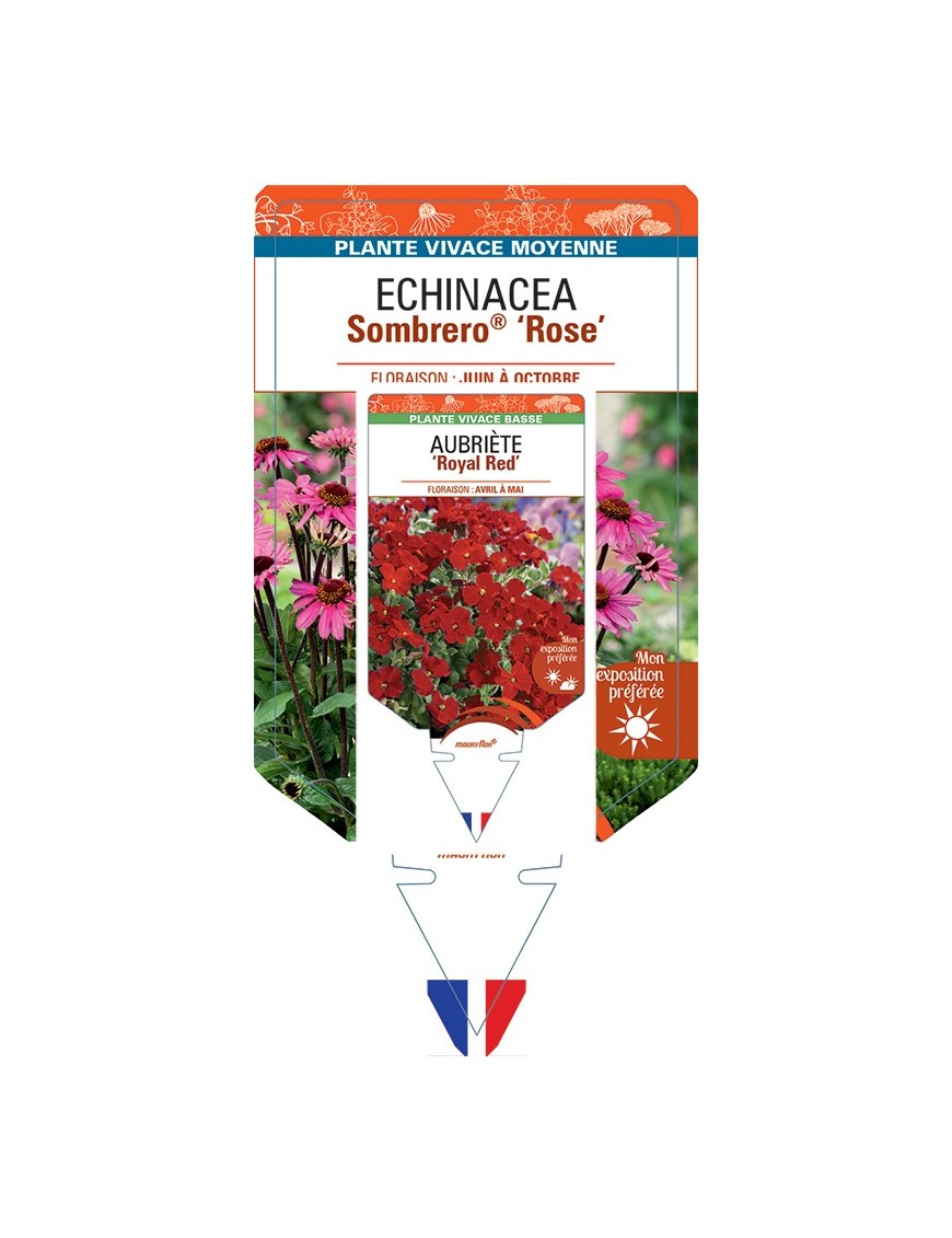 ECHINACEA Sombrero® Rose