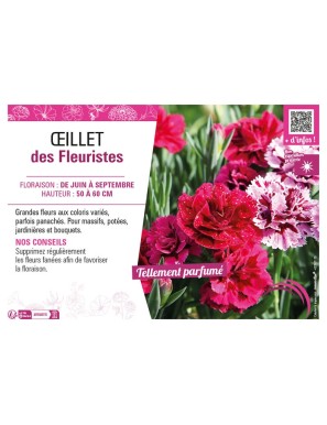 OEILLET DES FLEURISTES