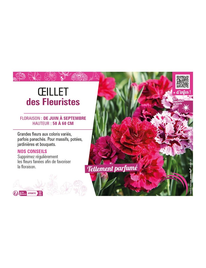 OEILLET DES FLEURISTES
