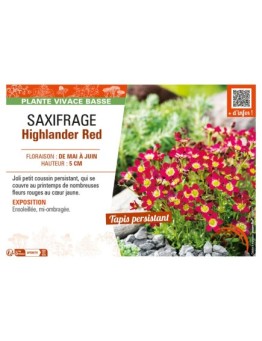 SAXIFRAGA HIGHLANDER RED