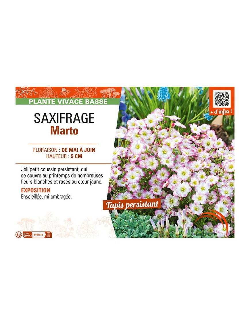 SAXIFRAGA MARTO