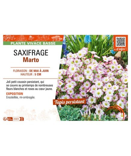 SAXIFRAGA MARTO