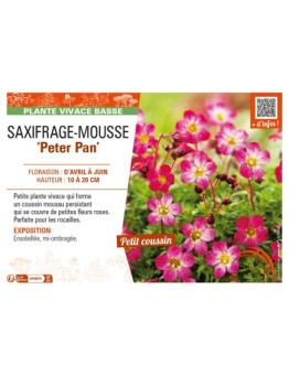 SAXIFRAGA arendsii Peter Pan voir SAXIFRAGE-MOUSSE