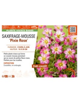 SAXIFRAGA arendsii Pixie Rose voir SAXIFRAGE-MOUSSE