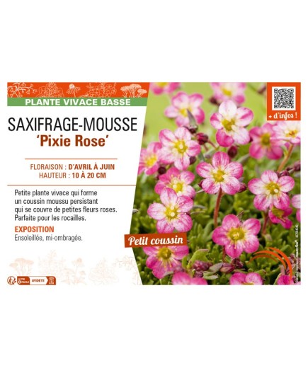 SAXIFRAGA arendsii Pixie Rose voir SAXIFRAGE-MOUSSE