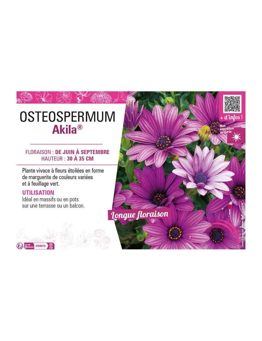 OSTEOSPERMUM AKILA®