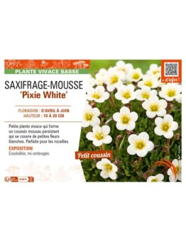 SAXIFRAGA arendsii Pixie White voir SAXIFRAGE-MOUSSE