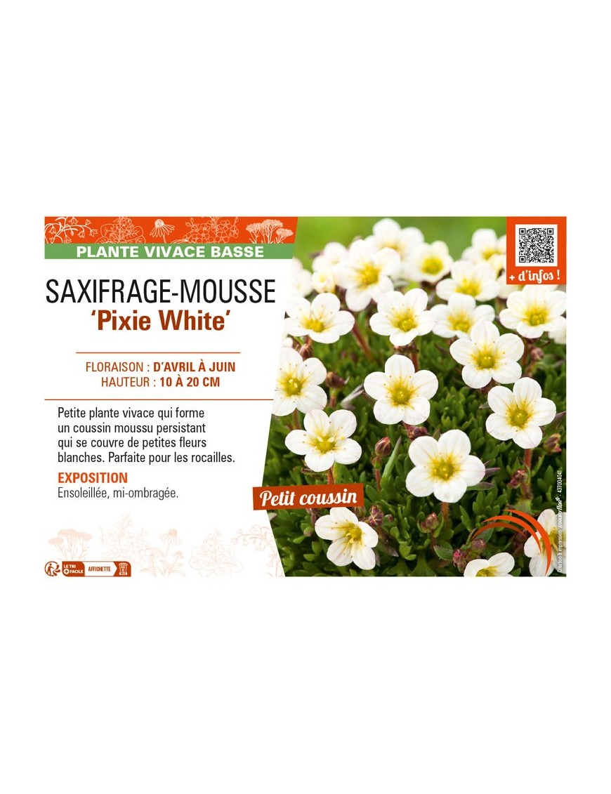 SAXIFRAGA arendsii Pixie White voir SAXIFRAGE-MOUSSE