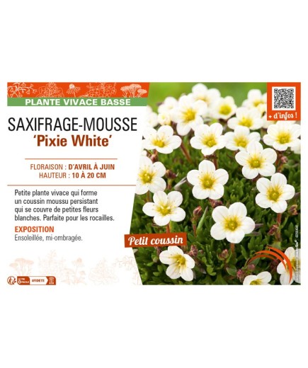 SAXIFRAGA arendsii Pixie White voir SAXIFRAGE-MOUSSE