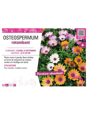 OSTEOSPERMUM RETOMBANT