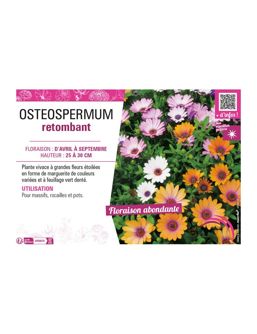 OSTEOSPERMUM RETOMBANT