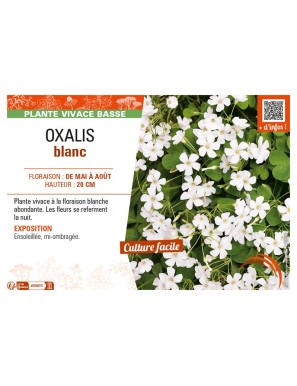OXALIS (ARTICULATA) BLANC