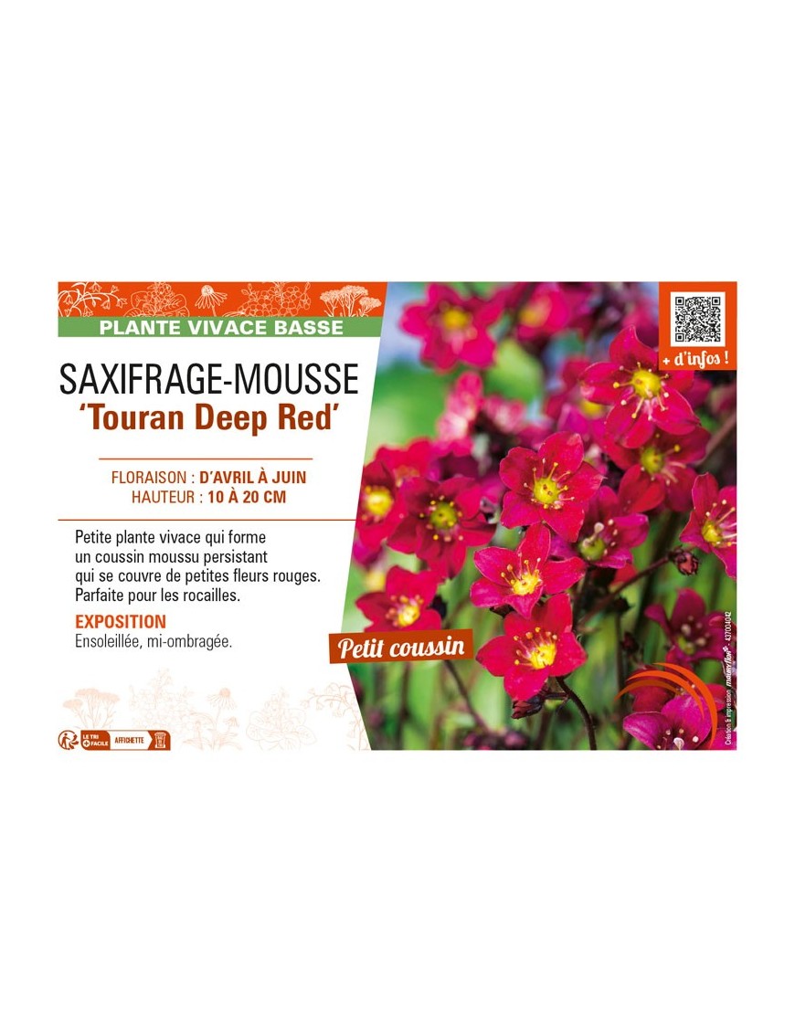 SAXIFRAGA arendsii Touran Deep Red voir SAXIFRAGE-MOUSSE