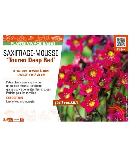SAXIFRAGA arendsii Touran Deep Red voir SAXIFRAGE-MOUSSE