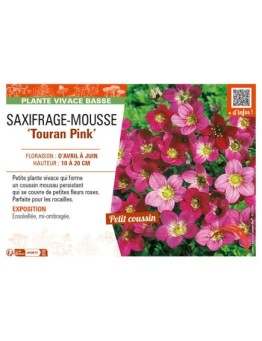 SAXIFRAGA arendsii Touran Pink voir SAXIFRAGE-MOUSSE