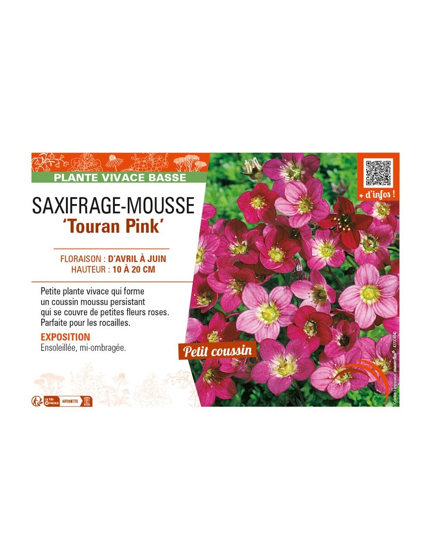 SAXIFRAGA arendsii Touran Pink voir SAXIFRAGE-MOUSSE