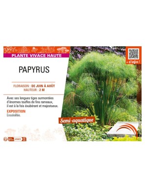 PAPYRUS