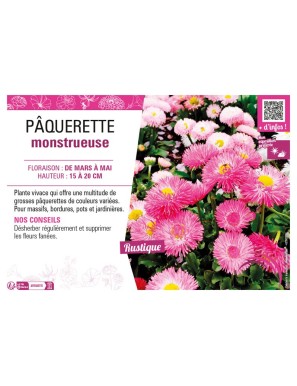PÂQUERETTE MONSTRUEUSE