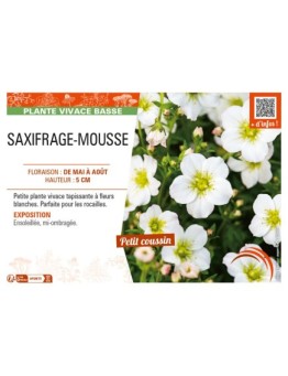 SAXIFRAGA arendsii voir SAXIFRAGE-MOUSSE (blanc)