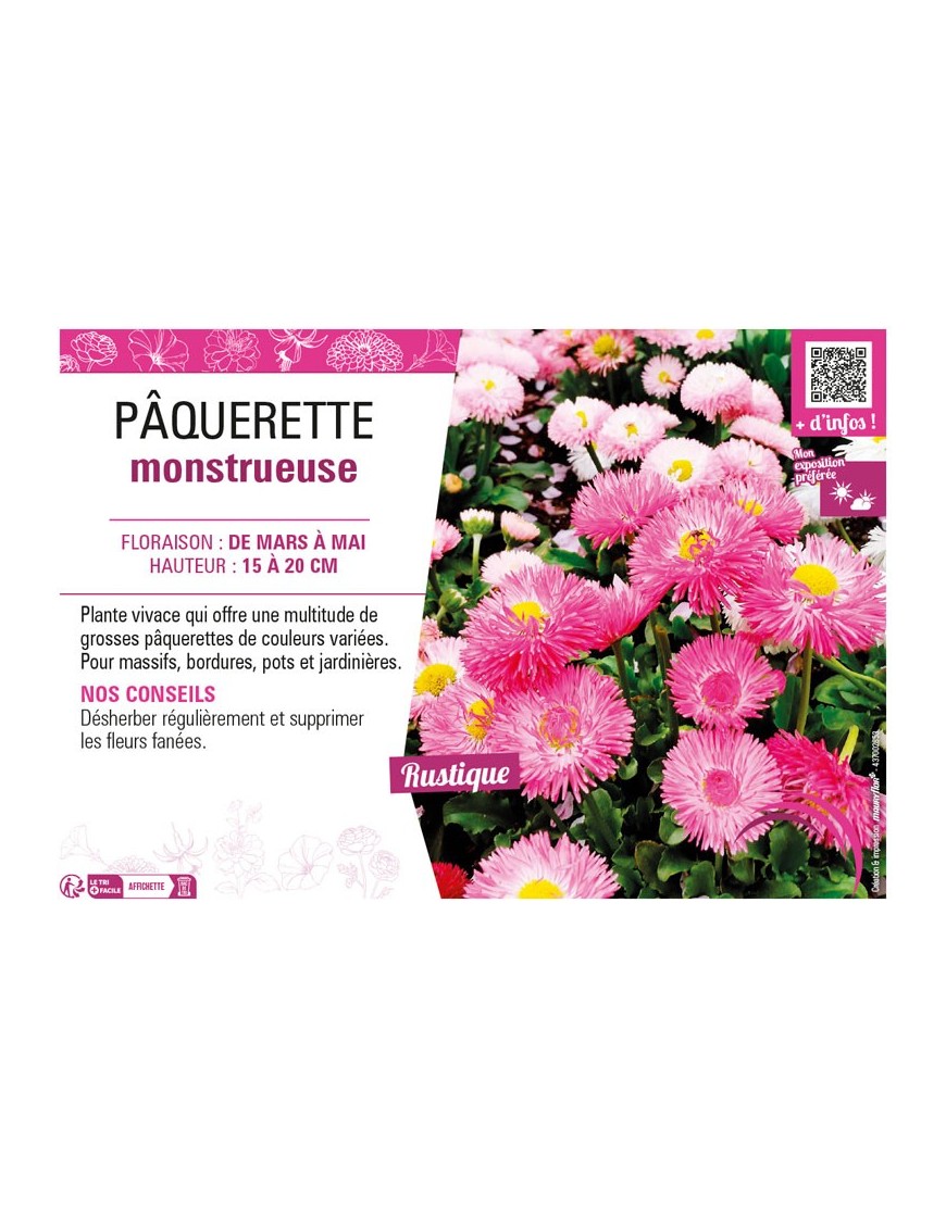 PÂQUERETTE MONSTRUEUSE