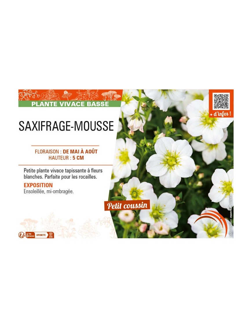 SAXIFRAGA arendsii voir SAXIFRAGE-MOUSSE (blanc)