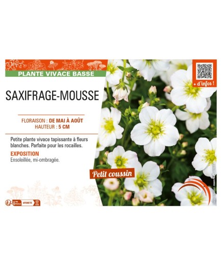 SAXIFRAGA arendsii voir SAXIFRAGE-MOUSSE (blanc)