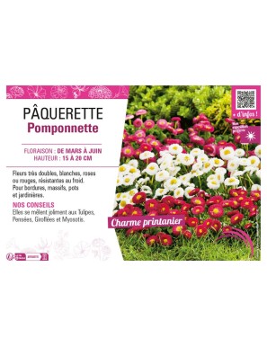 PAQUERETTE POMPONNETTE