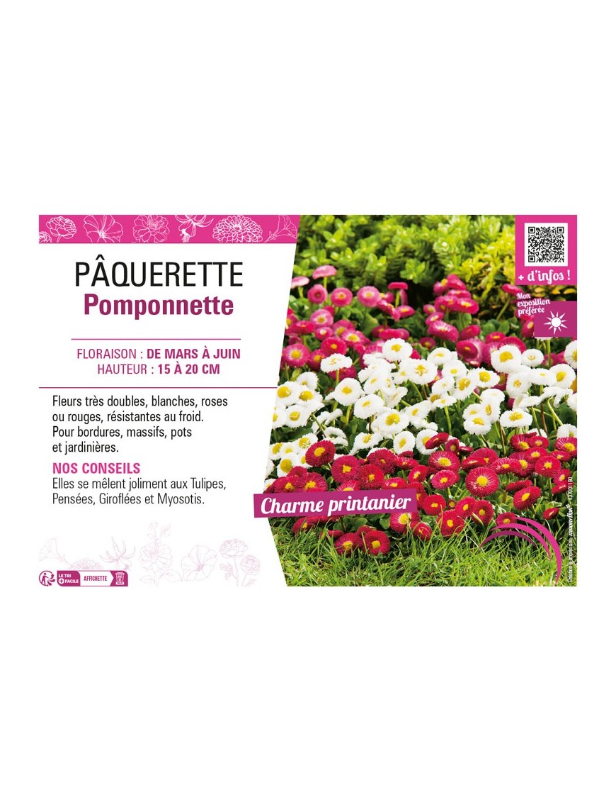 PAQUERETTE POMPONNETTE