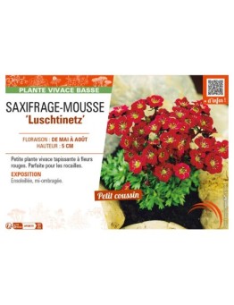 SAXIFRAGA arendsii Luschtinetz voir SAXIFRAGE-MOUSSE